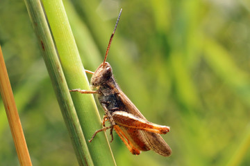 Grasshopper
