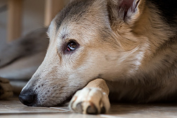 little cute mongrel dog close up portrait