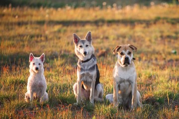 Three dogs sitting on the field
