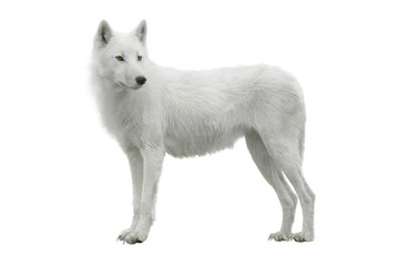 wolf © fotomaster
