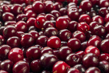 fresh cherries background