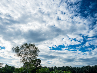 Obraz premium tree with blue sky