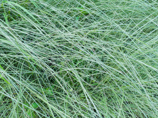 Grass