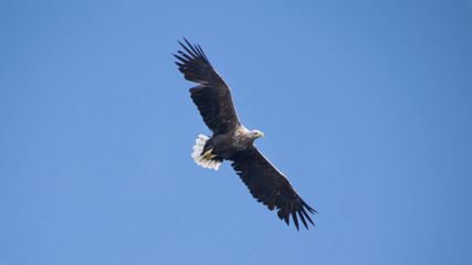 Sea eagle II