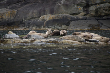 Seals II