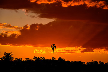 A single palm tree stands in silhouette against a red sky sunset in Australia