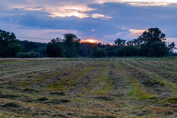Fototapeta premium Skoszona łąka w promieniach zachodzącego słońca