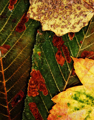  leaves texture 