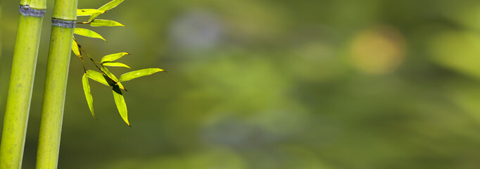 beautiful bamboo branch in bamboo forest with beautiful green nature background