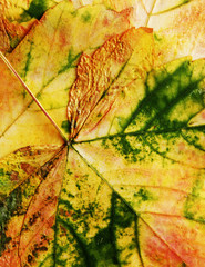  leaves texture 