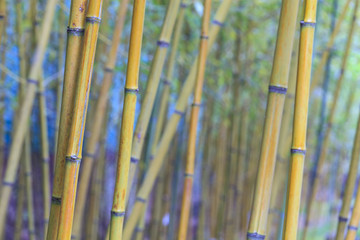 beautiful bamboo branch in bamboo forest with beautiful green nature background