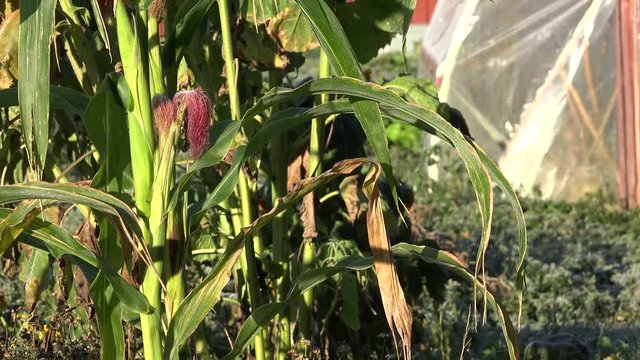 zoom out corn plant with ear country with old house autumn. 4K