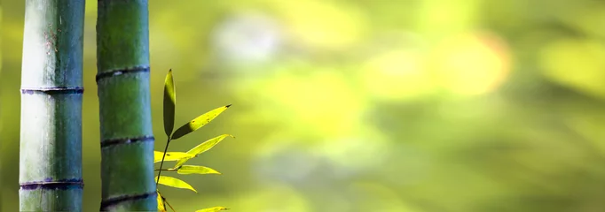 Selbstklebende Fototapete Natur schöner Bambuszweig im Bambuswald mit schönem grünem Naturhintergrund