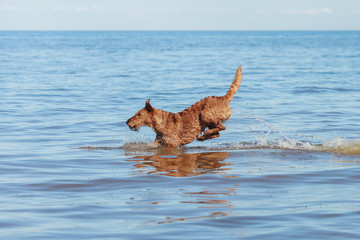 The Irish Terrier jumping in the water