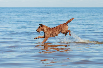 The Irish Terrier jumping in the water