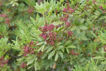 Détails sur les feuilles et les fruits de la myrte