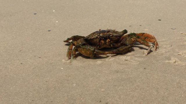 Sea crab on the beach, zoom