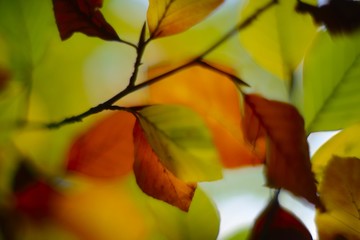 Obraz premium Autumn colorful leaves background, soft focus