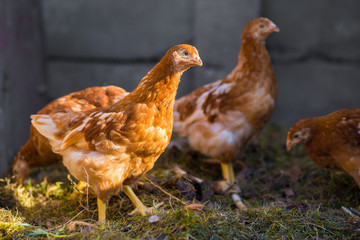 Hen chicken in garden