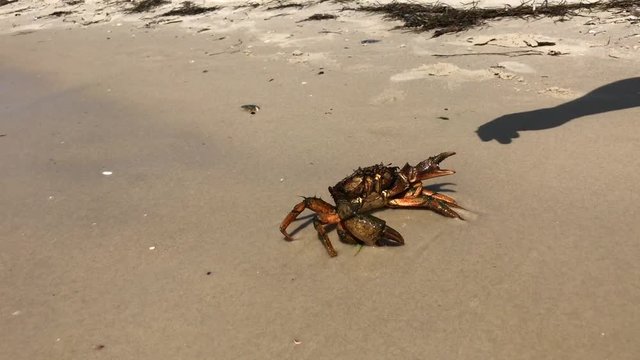 Human hand touches the crab