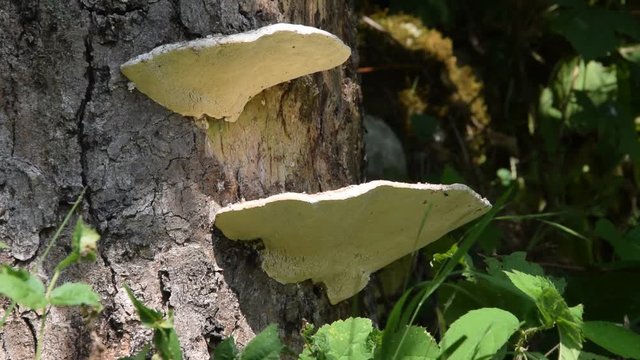 Fomes fomentarius Tinder Hongo Hubiak pospolity Zunderschwamm Amadouvier yesca fungus video Fungi del hombre de hielo Fungo 木蹄層孔菌 esca Taulak&auml;&auml;p&auml; parassita Трутовик настоящий 