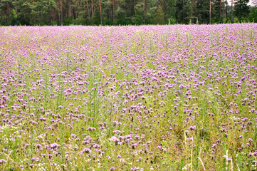 Meadow with pink flowers