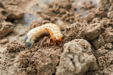 The larvae of the May beetle
Common Cockchafer or May Bug (Melolontha melolontha), larva