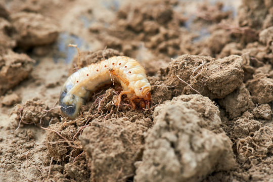 The larvae of the May beetle
Common Cockchafer or May Bug (Melolontha melolontha), larva