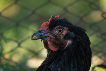Portrait of rustic chicken