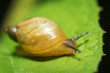 Small transparent snail
