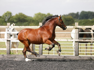 Cantering Horse