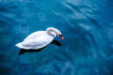 White swan on the lake -  blue water with a swan