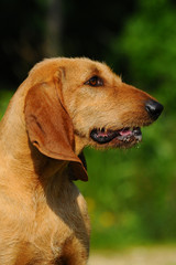 Segugio Italiano dog