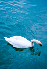 White swan on the lake -  blue water with a swan