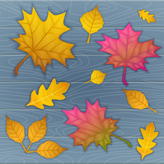 Fototapeta na wymiar vector illustration of autumn leaves on wooden blue background. top view