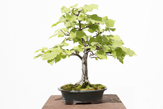 Common hazel (corylus avellana) bonsai on a wooden table and white background