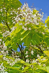 Fototapeta premium Branch of the blossoming catalpa common (Catalpa bignonioides Walter)