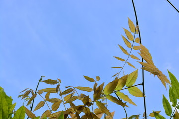 Wisteria leaves