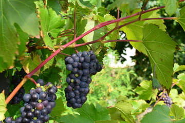 Black grapes hanging off of a grape tree