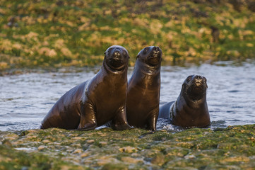 Fototapeta premium Sea Lion baby