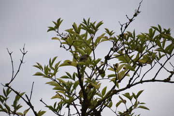 british bird in a tree