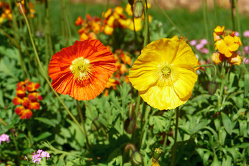 Obraz premium Poppies in spring