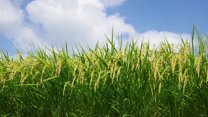 若い稲穂