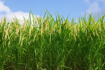 若い稲穂