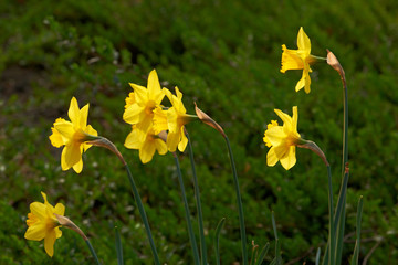 Daffodil Narcissus bloom in spring
