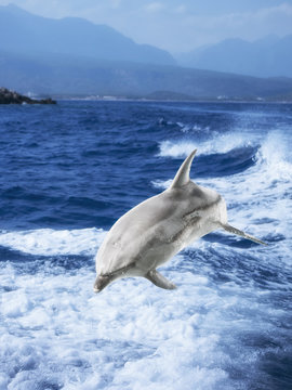 dolphin jumps out of the sea