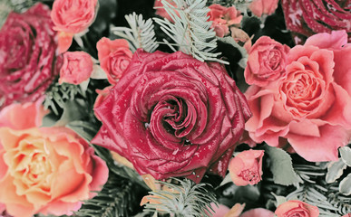 Red Roses with water drops