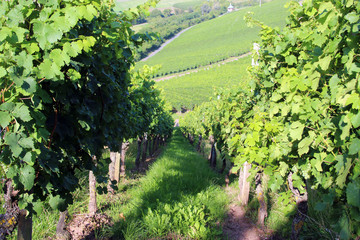 Fototapeta na wymiar view into a green vineyard on a hill