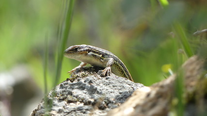 Lacerta