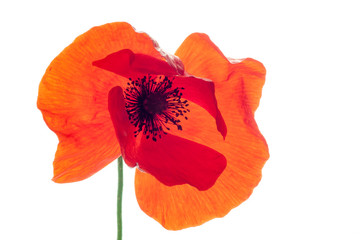 wonderful isolated red poppy flower, white background. studio shot, closeup